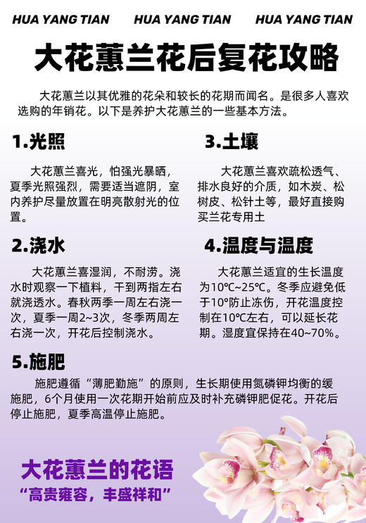 日进斗金 （新盆）大花蕙兰· 陶瓷盆花 商品图4