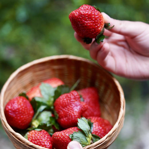 四川大凉山露天奶油草莓 ， 冬天第一口，念念不忘的美味【G】 商品图0