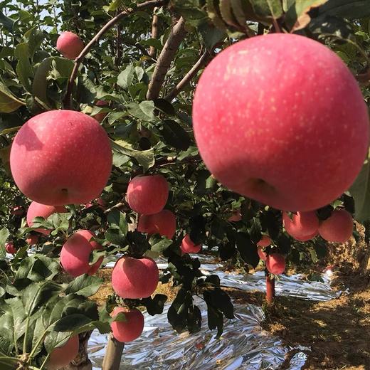 陕西兴皇有机红富士苹果 10斤装（含箱） 商品图4