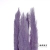 干花 | 大芦苇篮紫 商品缩略图0