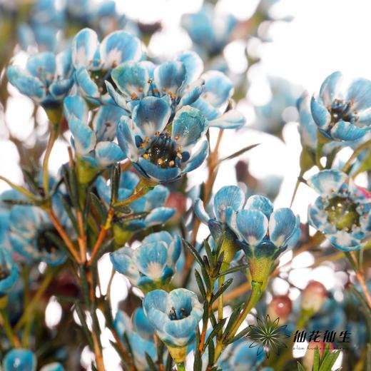 配花 | 平头腊梅雨墨蓝 商品图4