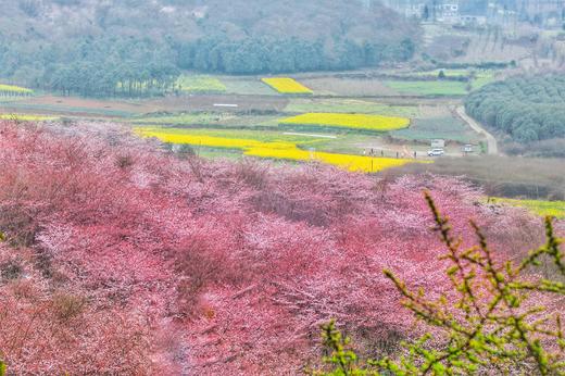 3.25确定出发【贵州】平坝樱花—普定桃花岛—金海雪山4天摄影<特惠> 商品图6
