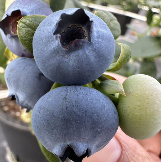 【下单后48小时发货】云南 高山花香蓝莓125g*6盒 商品图3