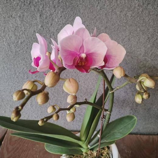 蝴蝶兰（带盆） 商品图1