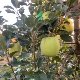 甜果源源 陕西西安瑞雪苹果 水果礼盒