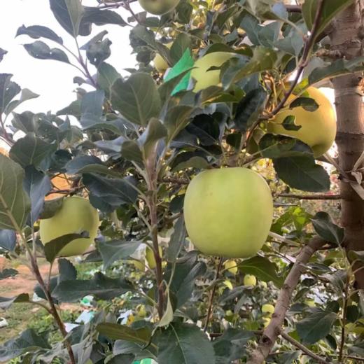 甜果源源 陕西西安瑞雪苹果 水果礼盒 商品图0