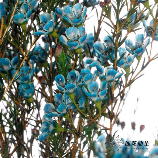 配花 | 平头腊梅雨墨蓝 商品图2