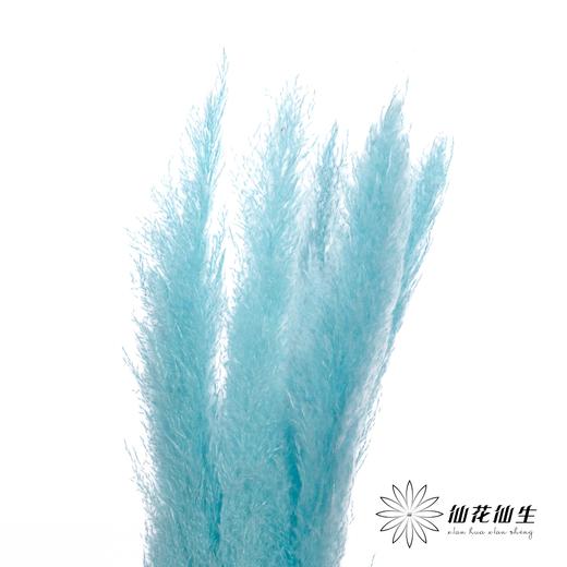 干花 | 大芦苇尼蓝 商品图0