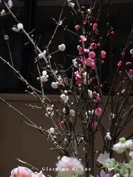 同城甄选精品花材梅花鲜切枝条一扎 商品图3