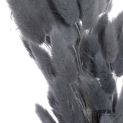 干花 | 兔尾草灰蓝 商品图1