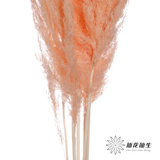 干花 | 大芦苇香槟 商品图2