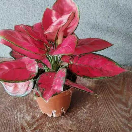 红如意 商品图0