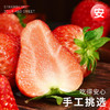【分仓直发包邮】丹东99红颜草莓2斤（大果，单果25g+） 商品缩略图1