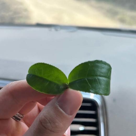 2024年 猫耳朵古树小饼礼盒 普洱茶 生茶 14g/盒 商品图2