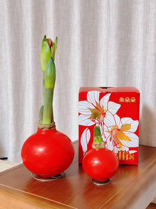 秘鲁进口巨型腊球朱顶红包邮 商品图10