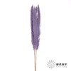 干花 | 大芦苇篮紫 商品缩略图1