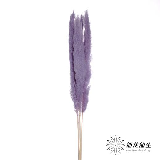 干花 | 大芦苇篮紫 商品图1