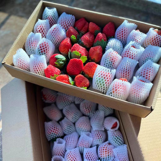 四川大凉山露天奶油草莓 ， 冬天第一口，念念不忘的美味【G】 商品图4