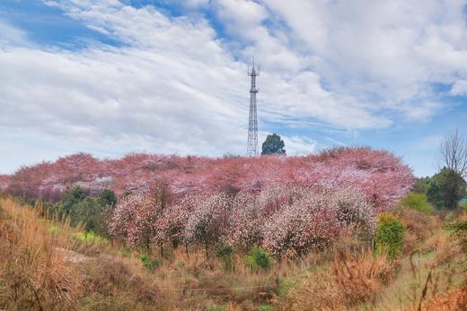 3.25确定出发【贵州】平坝樱花—普定桃花岛—金海雪山4天摄影<特惠> 商品图4