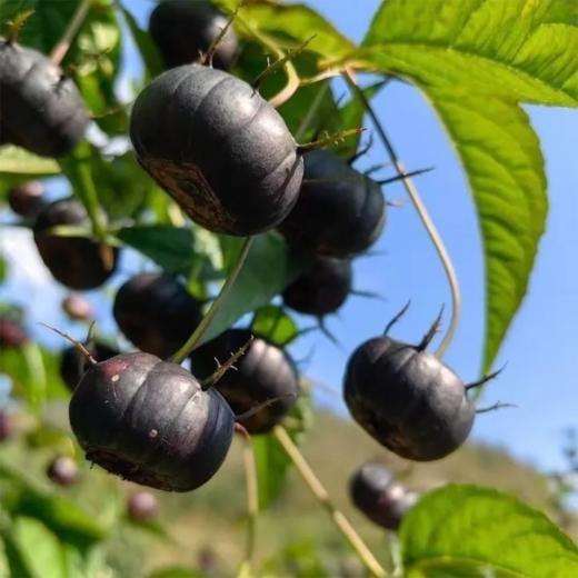 甜果源源 云南高山红果参【顺丰快递】 商品图1