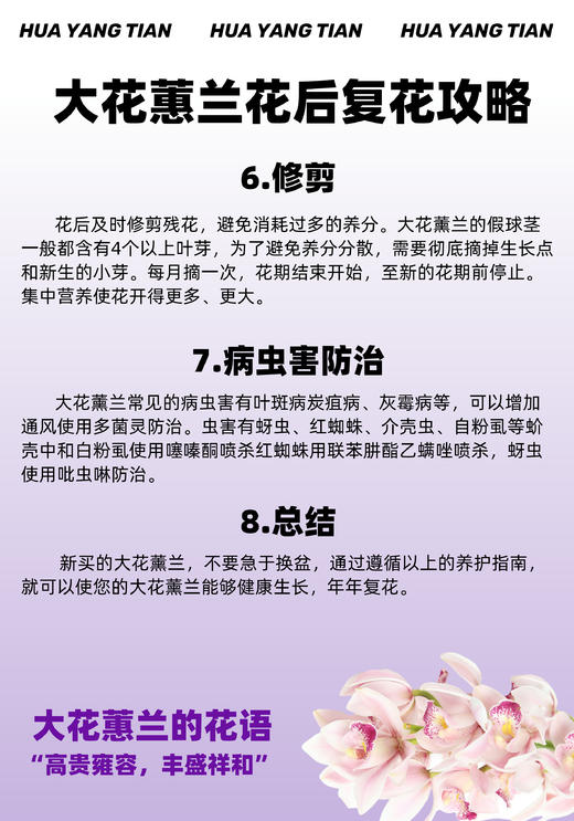 日进斗金 （新盆）大花蕙兰· 陶瓷盆花 商品图5