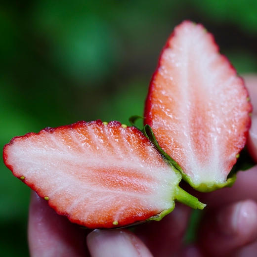 四川大凉山露天奶油草莓 ， 冬天第一口，念念不忘的美味【G】 商品图3