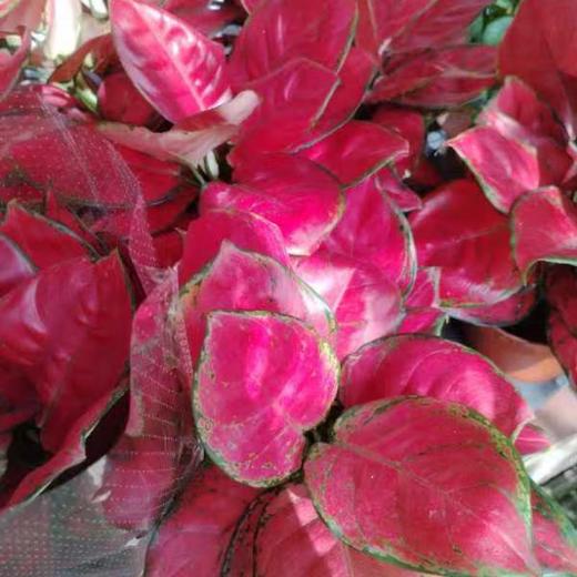 红如意 商品图2