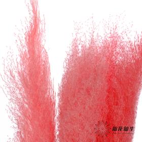干花 | 大芦苇桃红