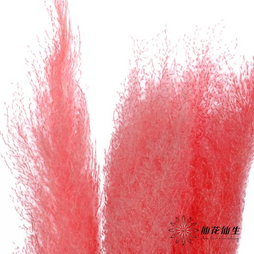 干花 | 大芦苇桃红 商品图0