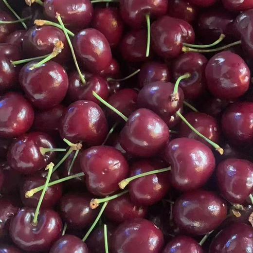 【分仓直发包邮】智利进口车厘子 （主要发桑缇娜）XL（果径约24-26mm 一斤约50个）2斤（净重1.8左右） 商品图1