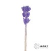 干花 | 兔尾草篮紫 商品缩略图2