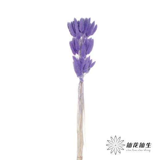 干花 | 兔尾草篮紫 商品图2