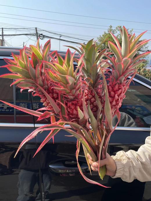 甄选台湾凤梨菠萝旺来花 商品图4