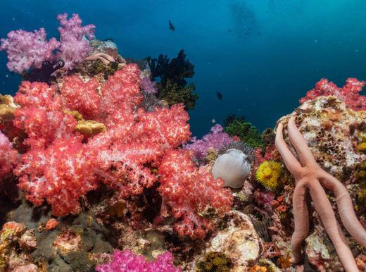 泰国普吉斯米兰群岛二日游【两天一晚船宿OW持证四次潜水|夜间/深潜水】往返接送 商品图5