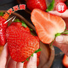 【分仓直发包邮】丹东99红颜草莓2斤（大果，单果25g+） 商品缩略图0