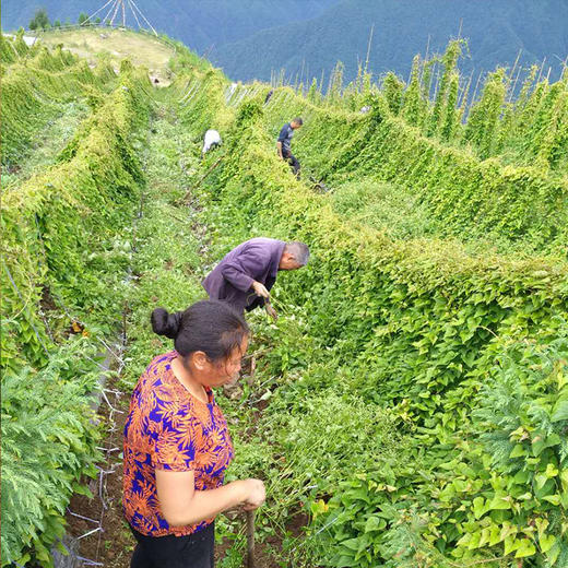 【云端上的有机雪山山药】冰激凌般软糯香软 连续年通过8年有机认证 生长在雅安宝兴2300米海拔的夹金山上 商品图11