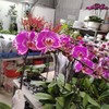 蝴蝶兰大花   1株 商品缩略图1