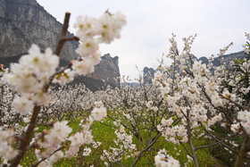 多彩贵州：凹河樱花、金海雪山、鲍家屯油菜花4天