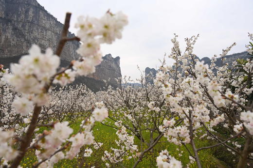 多彩贵州：凹河樱花、金海雪山、鲍家屯油菜花4天 商品图0