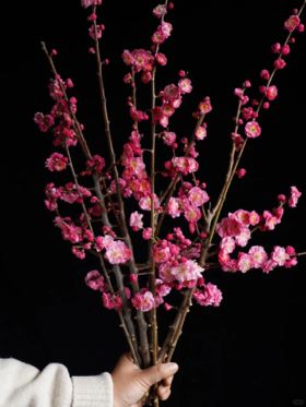 同城甄选精品花材梅花鲜切枝条一扎