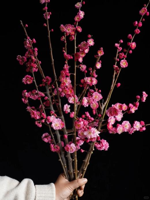 同城甄选精品花材梅花鲜切枝条一扎 商品图0