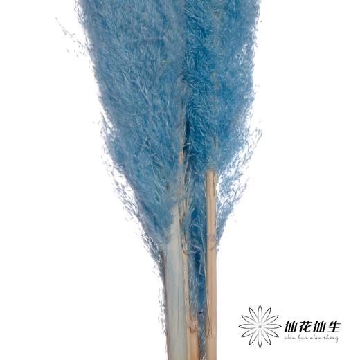 干花 | 大芦苇浅蓝 商品图3