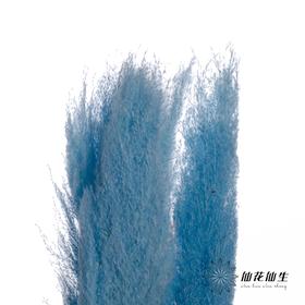 干花 | 大芦苇浅蓝
