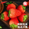 【分仓直发包邮】丹东99红颜草莓2斤（大果，单果25g+） 商品缩略图2