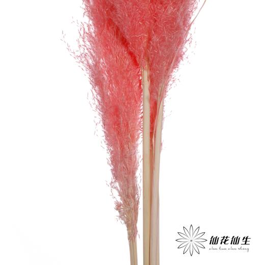 干花 | 大芦苇桃红 商品图2