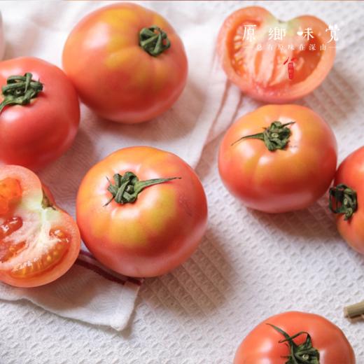 有机番茄西红柿（基地直发-顺丰/京东包邮） | 多种规格，来自四只瓢虫兄弟农场，生产者：詹志宇【合作生产，公平贸易】 商品图5