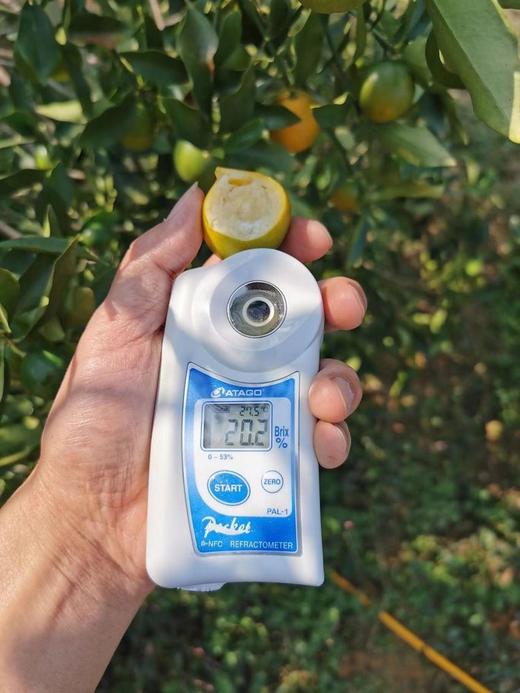 【分仓直发包邮】广西脆皮金桔2斤（果王，一斤15-25个） 商品图3