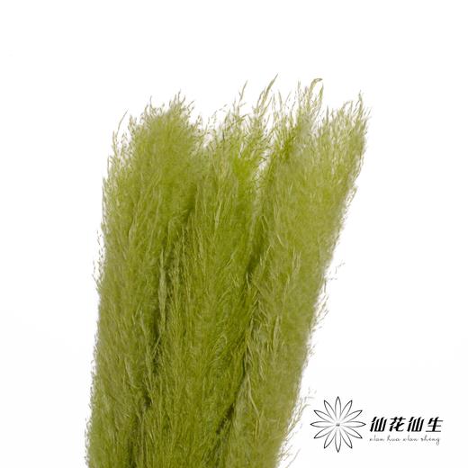 干花 | 大芦苇果绿 商品图0