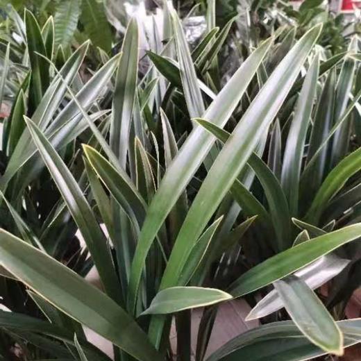 金边墨兰带花苞 商品图2