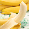 【分仓直发包邮】佳农菲律宾进口香蕉10-12根（165g-200g/根） 商品缩略图0